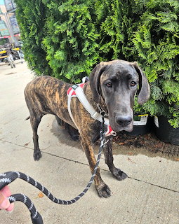 Onyx the Great Dane