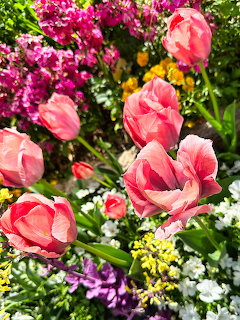 Pink Tulips