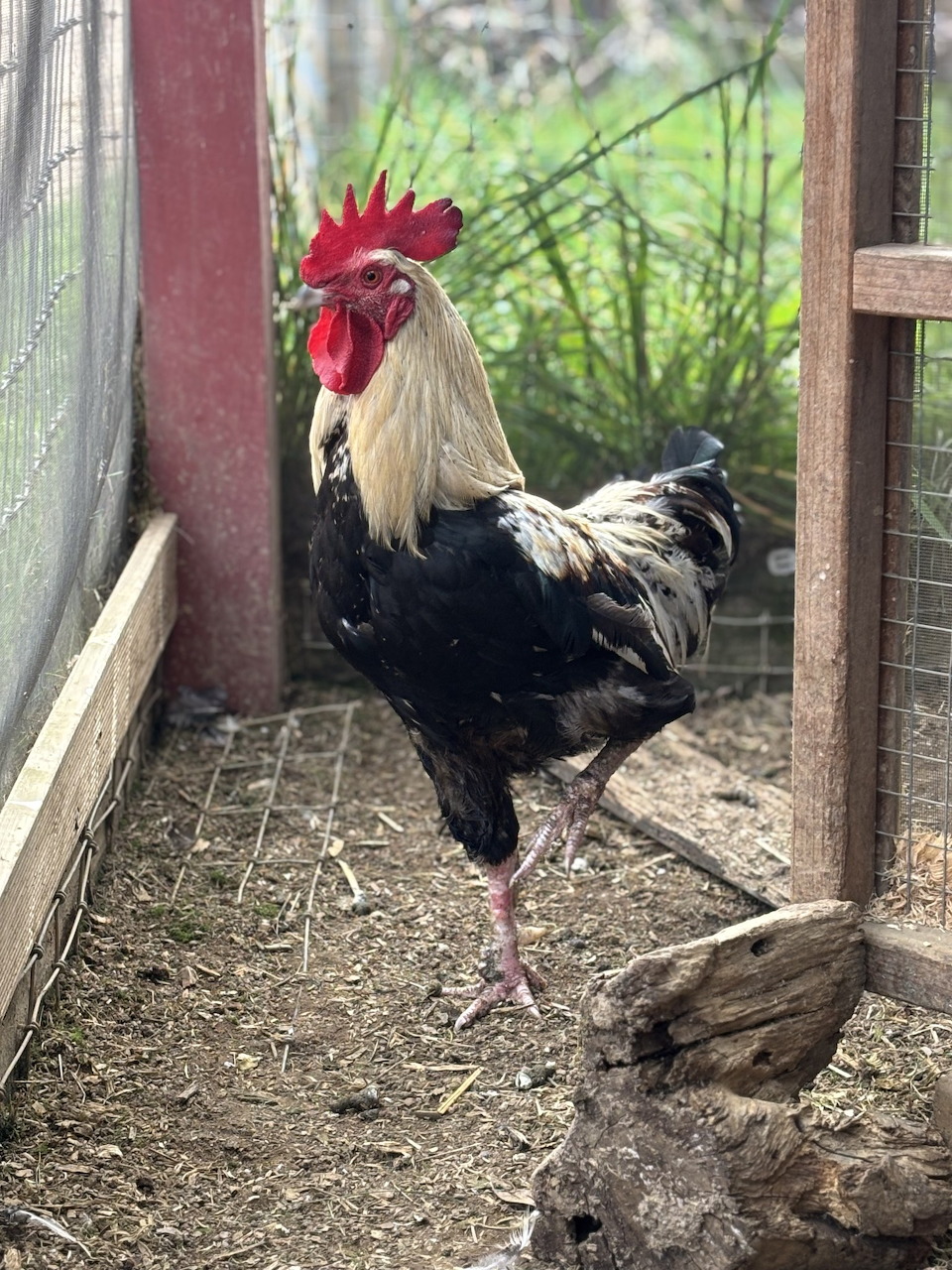 Black and white rooster standing inside a wire chicken coop