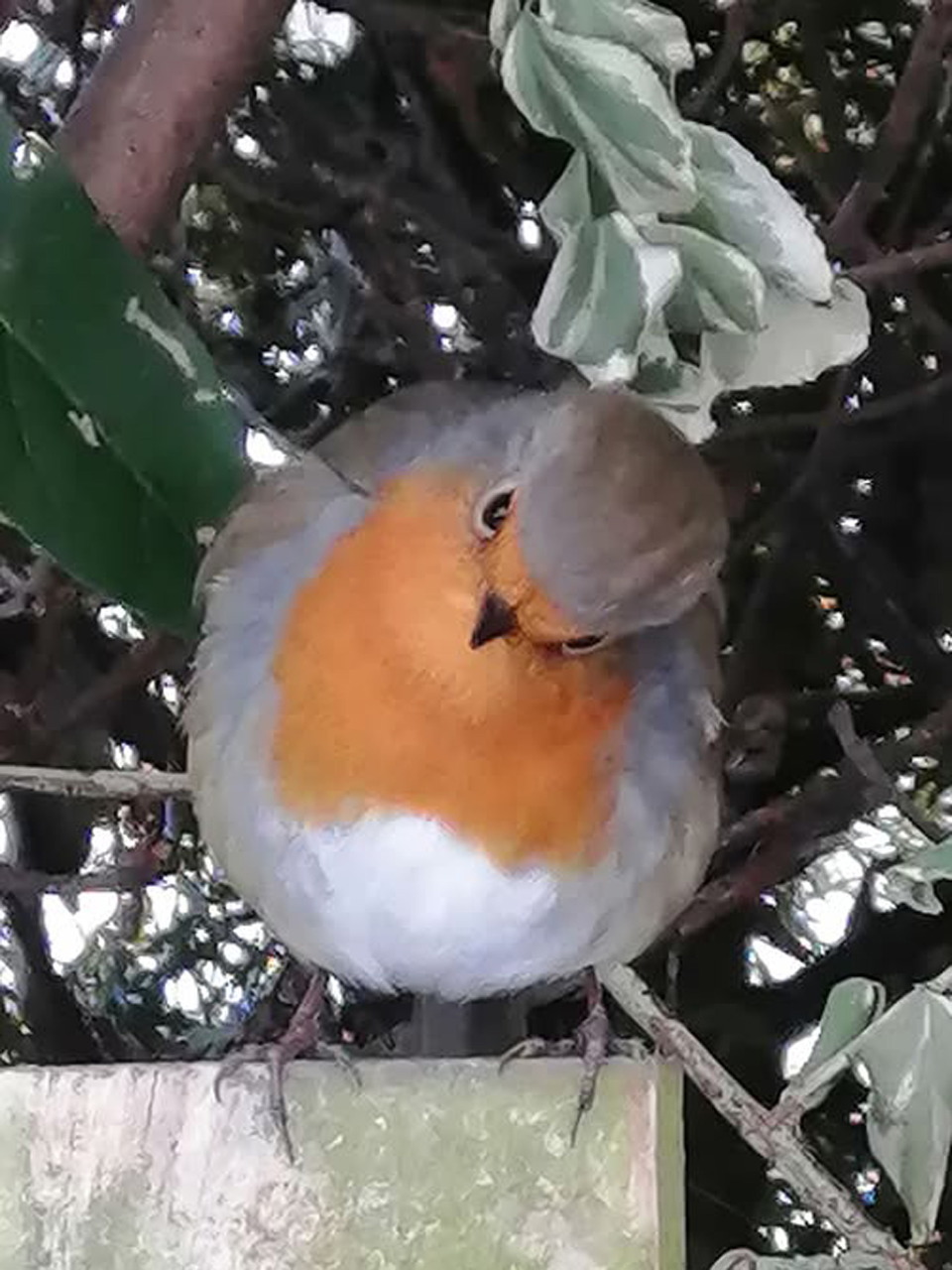 Robin with orange breast perched on a fence among branches and leaves