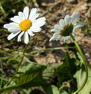 Two white daisy flowers with yellow centers growing among green leaves and soil