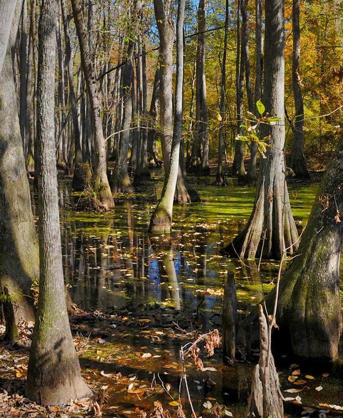 Cypress trees standing in a shallow swamp with reflective water and autumn leaves