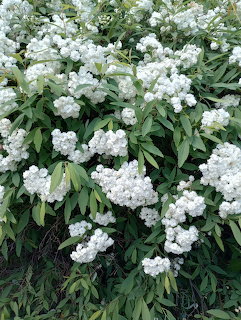 White Flowering Shrub