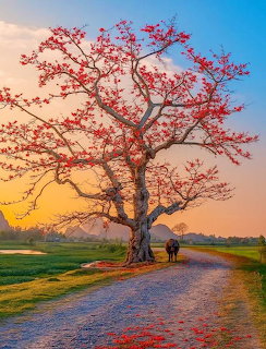 Red flowering tree beside a rural path at sunset with a person, water buffalo, and distant mountains
