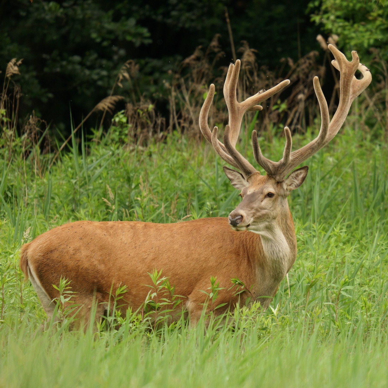 Red deer stag with large antlers standing in tall grass