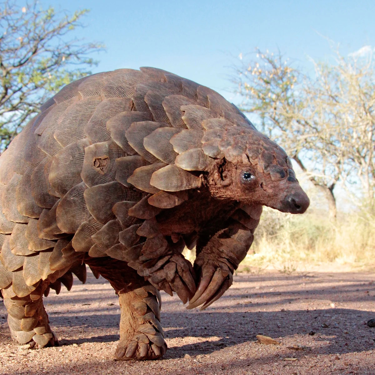 Close-up of a pangolin walking on dry dirt with trees in the background