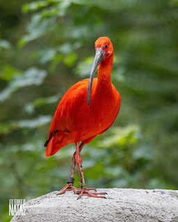 Bright red scarlet ibis bird standing on a grey rock with green foliage behind