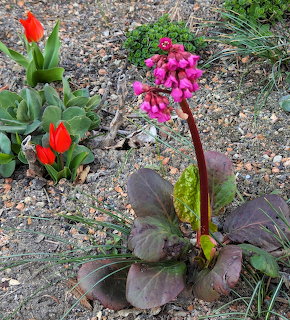Red tulips and pink bergenia flowers growing in a gravel garden bed