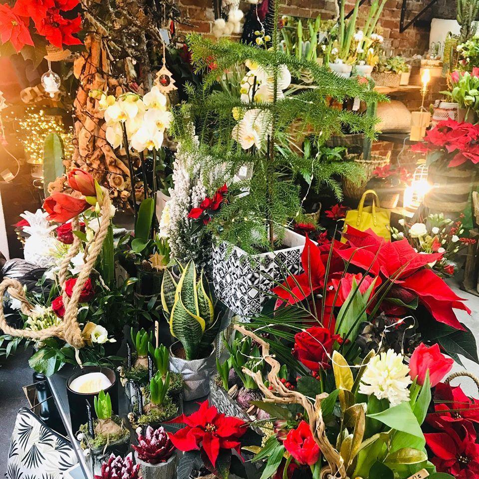Festive indoor flower display with red poinsettias, white orchids, and green plants