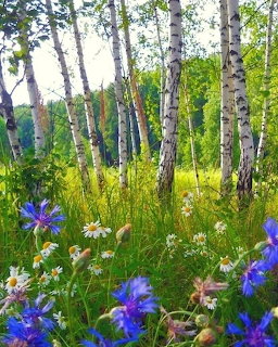 Summer Birch Forest Wildflowers
