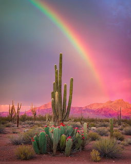 Saguaro cactus in desert with rainbow over pink and purple sunset sky and distant mountains