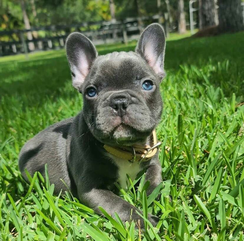 Gray French Bulldog puppy with blue eyes sitting in green grass