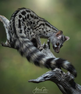 Spotted genet climbing on a tree branch with a long ringed tail