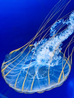 Blue Jellyfish