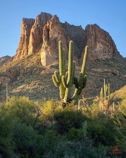 Tall saguaro cacti in front of rocky desert mountain peak with golden sunset light