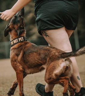 Belgian Malinois wearing a 'do not pet' collar next to a person's legs outdoors