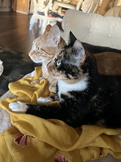 A hairless Sphynx cat and a calico cat sitting side by side on a yellow cloth on a couch