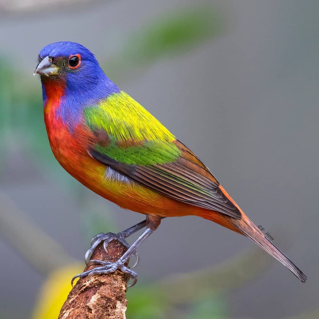Colorful painted bunting bird with blue, orange, yellow and green plumage perched on a wooden branch