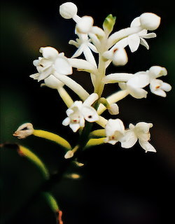 White Cranichis sylvatica orchid flowers with green stems against dark background