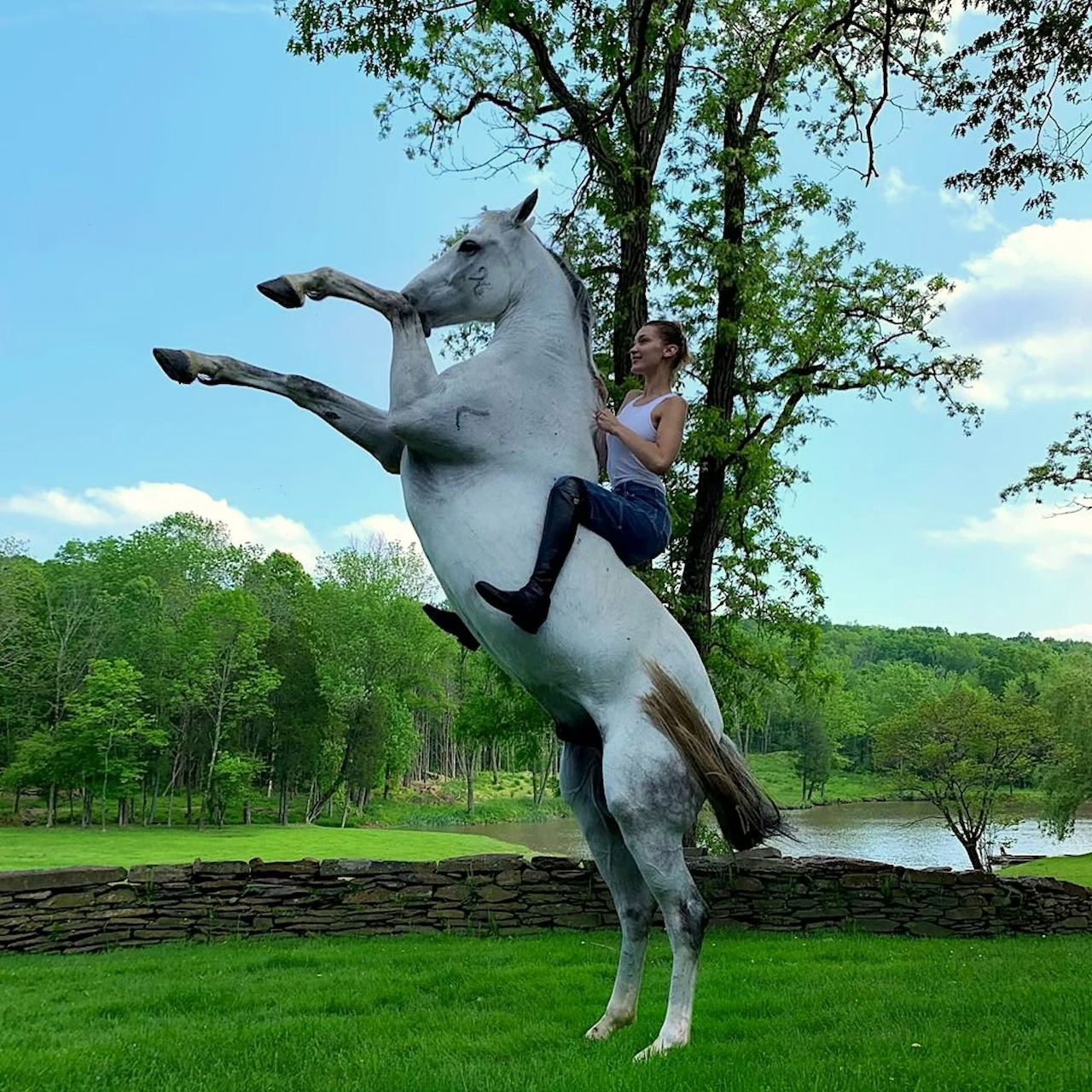 White horse rearing up on hind legs with person riding in grassy field under blue sky with trees