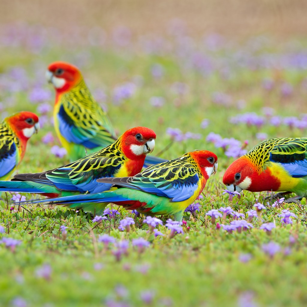 Colorful Parrots in Flowers