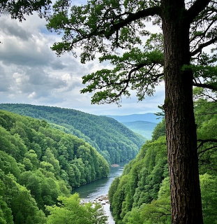 Winding river through a lush green forest valley with a large tree in the foreground