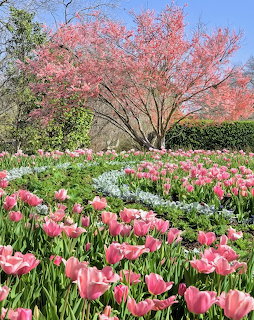 Garden filled with pink tulips and a blooming pink cherry tree under blue sky