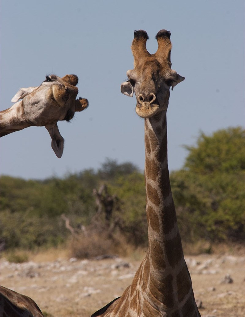 Giraffe Photo Bomb