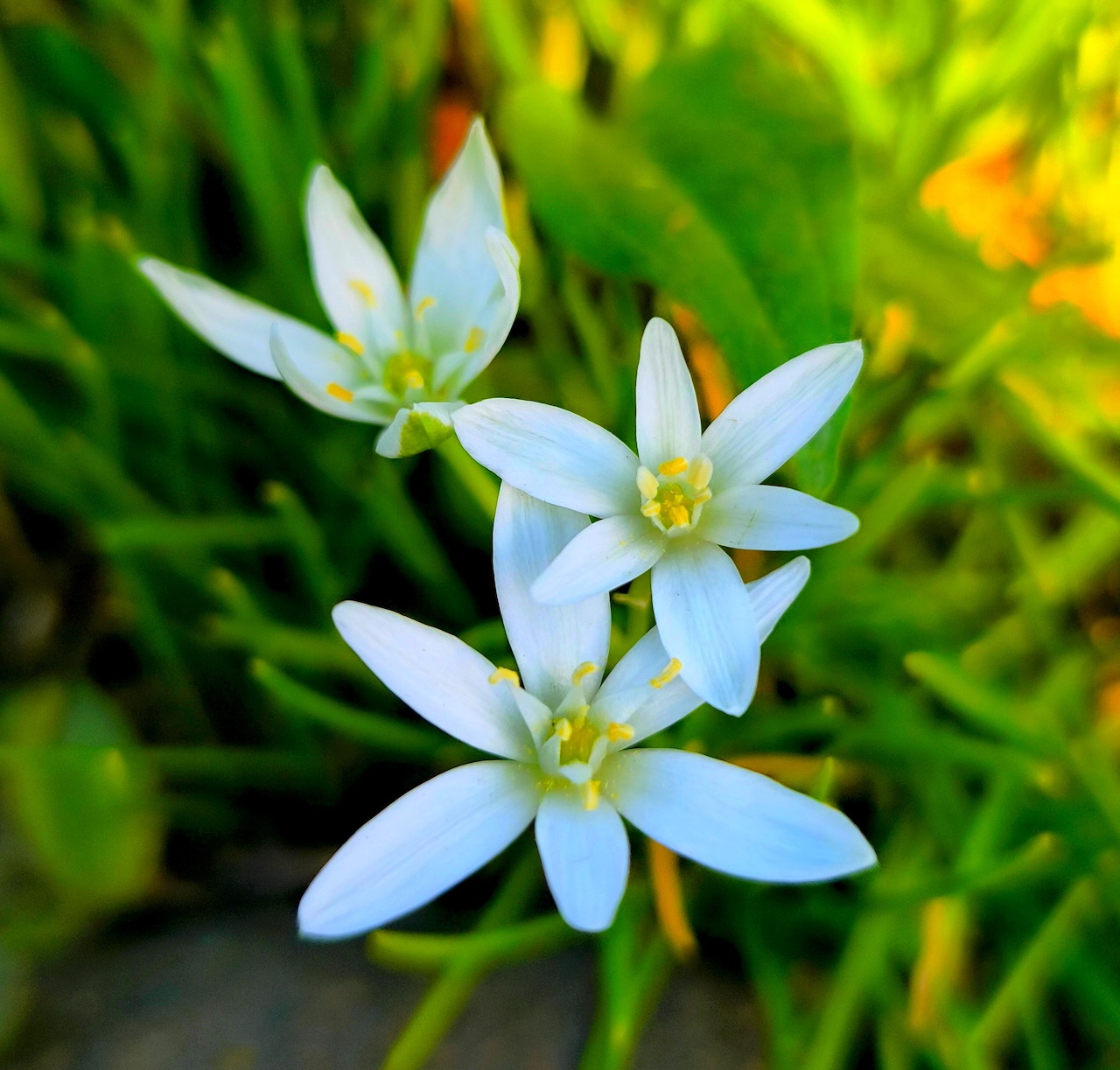 Close-up of white star-shaped flowers surrounded by green foliage