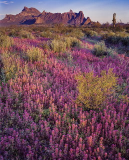 Vibrant purple and yellow wildflowers covering a desert landscape with jagged mountains in the background