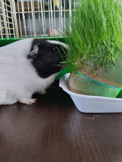 Guinea Pig Eating Grass
