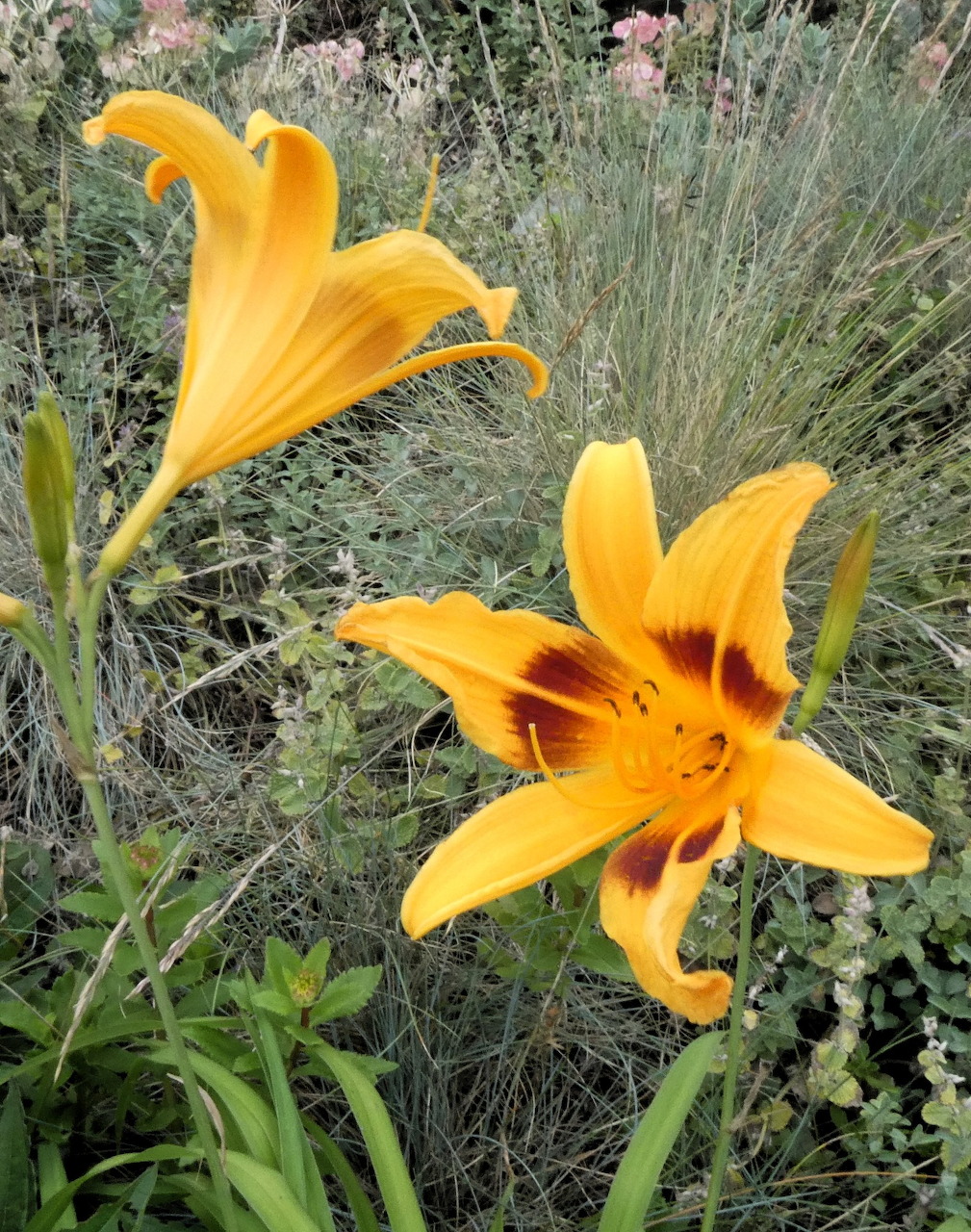 Two yellow-orange lily flowers growing outdoors among green leaves and grass
