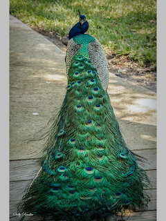 Peacock with long green tail feathers standing on a concrete path in a garden