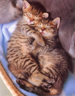 Two young tabby kittens cuddled together sleeping on a blue blanket