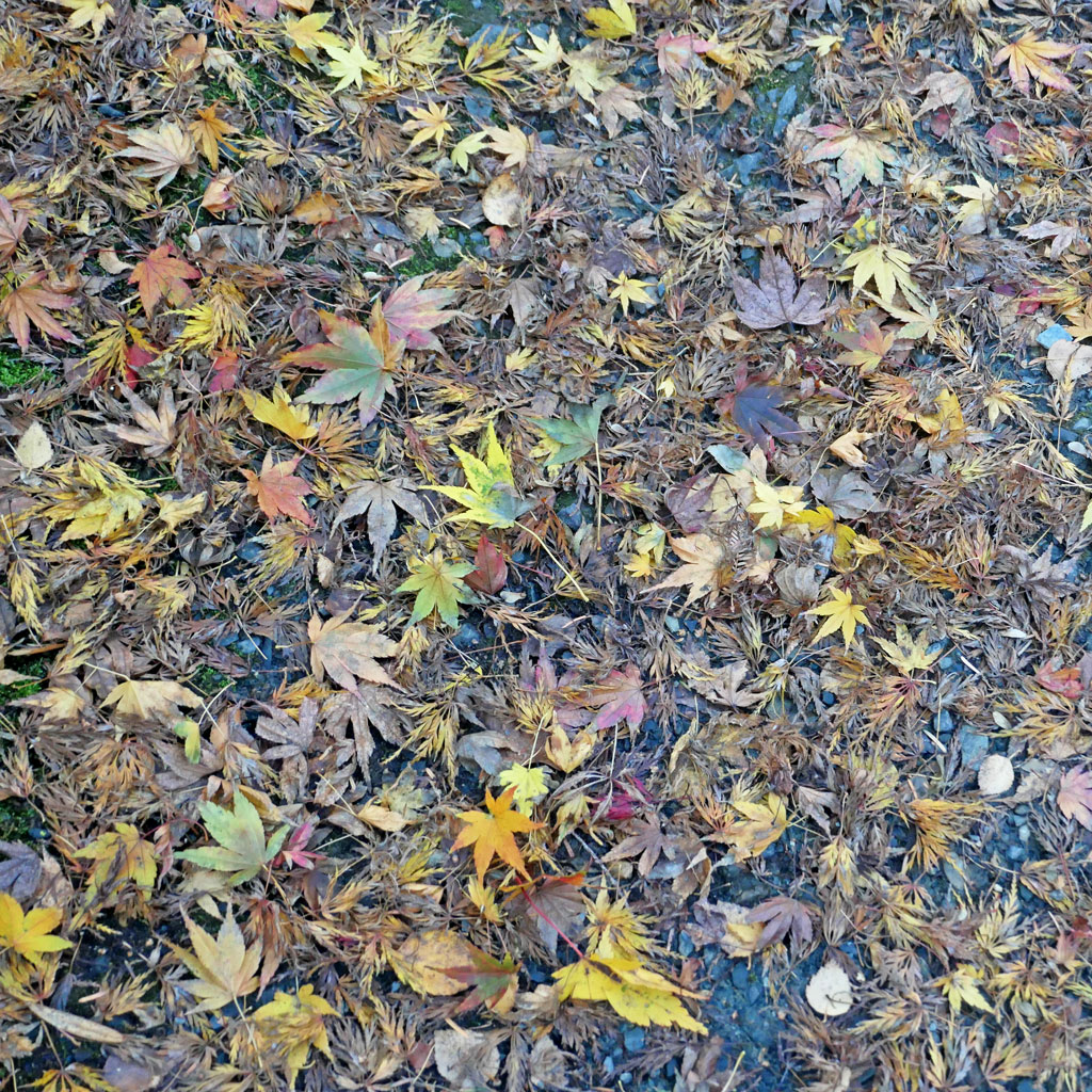 Fallen autumn maple leaves in yellow, orange, and brown scattered on the ground