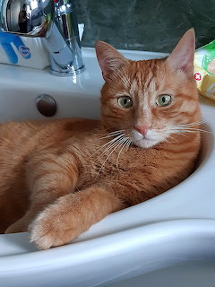 Orange tabby cat with green eyes resting in white bathroom sink