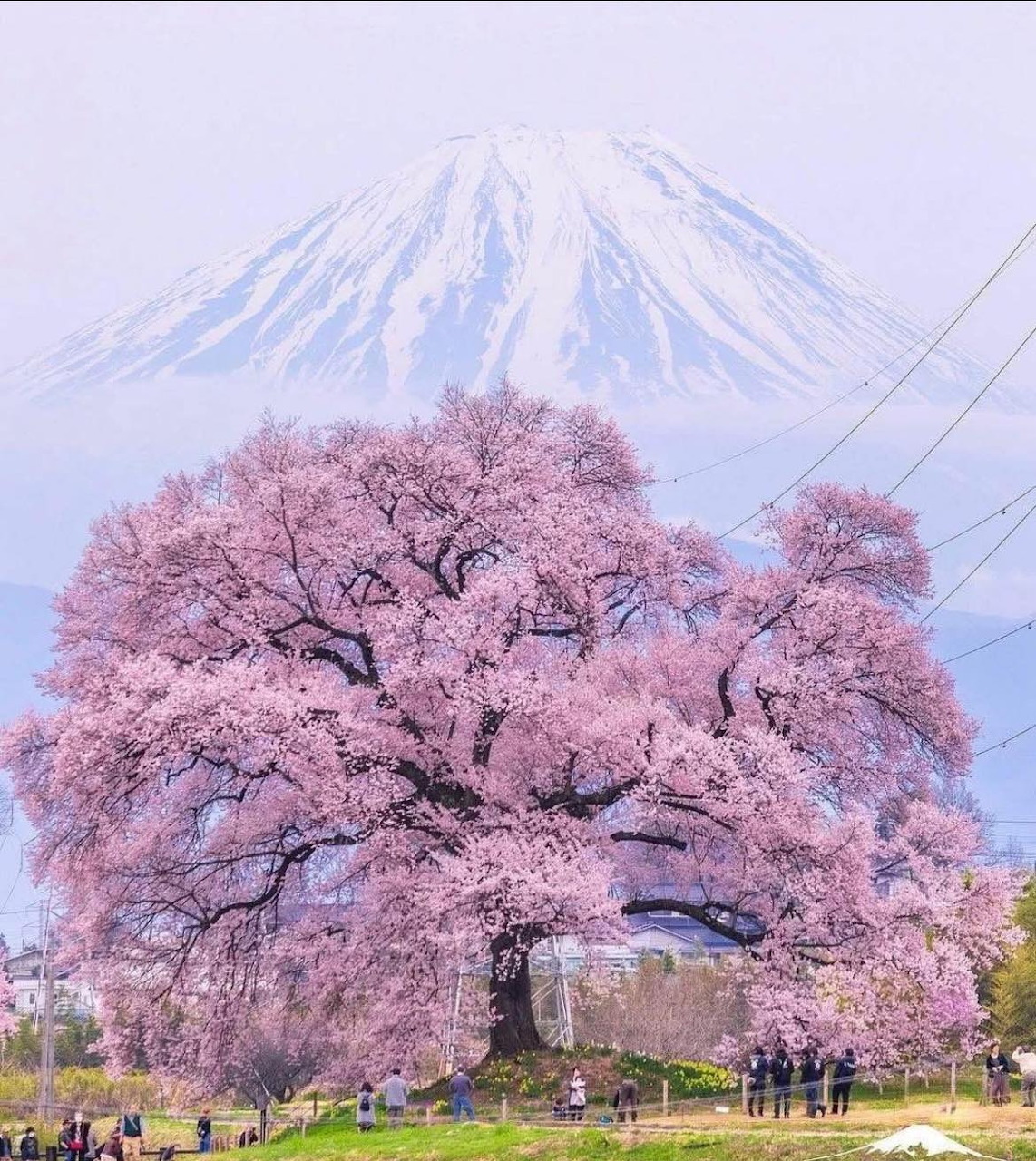 Wanitsuka Cherry Tree Mount Fuji