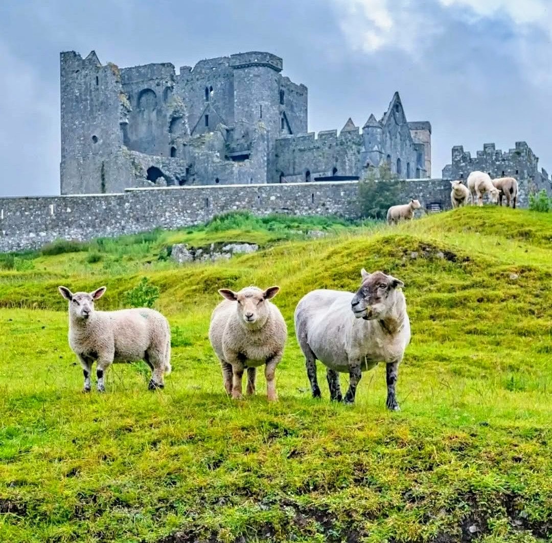 Three sheep on a grassy hill with a stone castle in the background