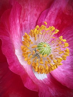 Close-up of pink poppy flower with yellow stamens and green center