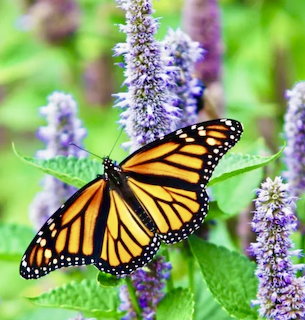 Monarch butterfly perched on purple flowers with green leaves