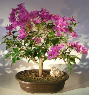 Bonsai tree with pink-purple flowers in brown pot on display surface