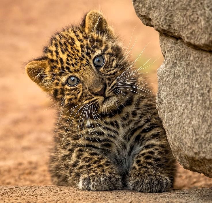 Young leopard cub with spotted coat and blue eyes sitting by a rock