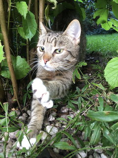 Gray tabby cat with white chest sitting in lush garden foliage