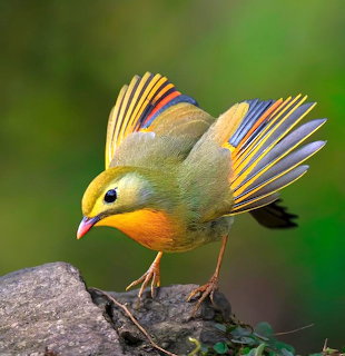Small colorful bird with spread wings showing green, orange, blue and red feathers on a rock
