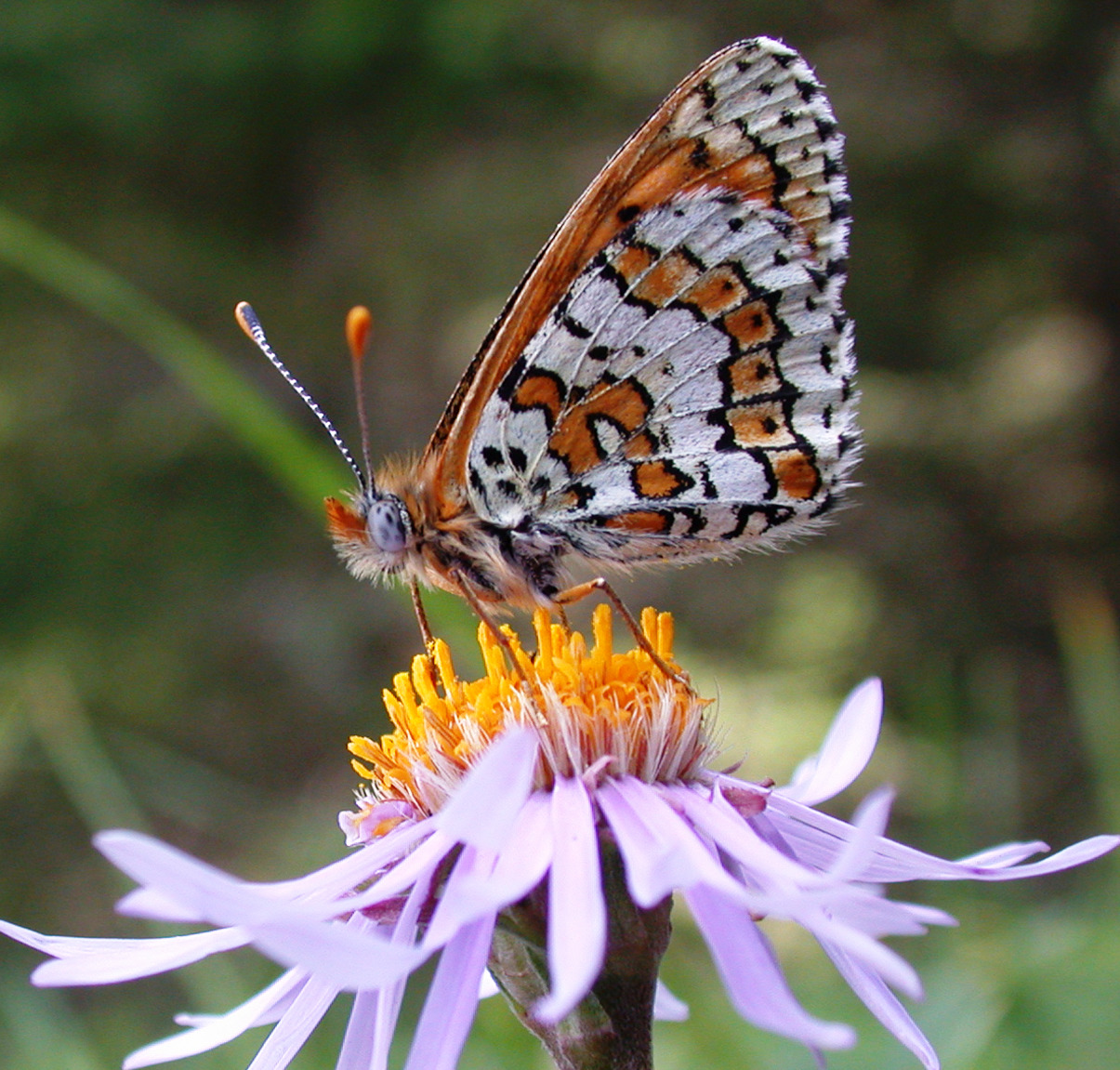 Melitaea cinxia Butterfly