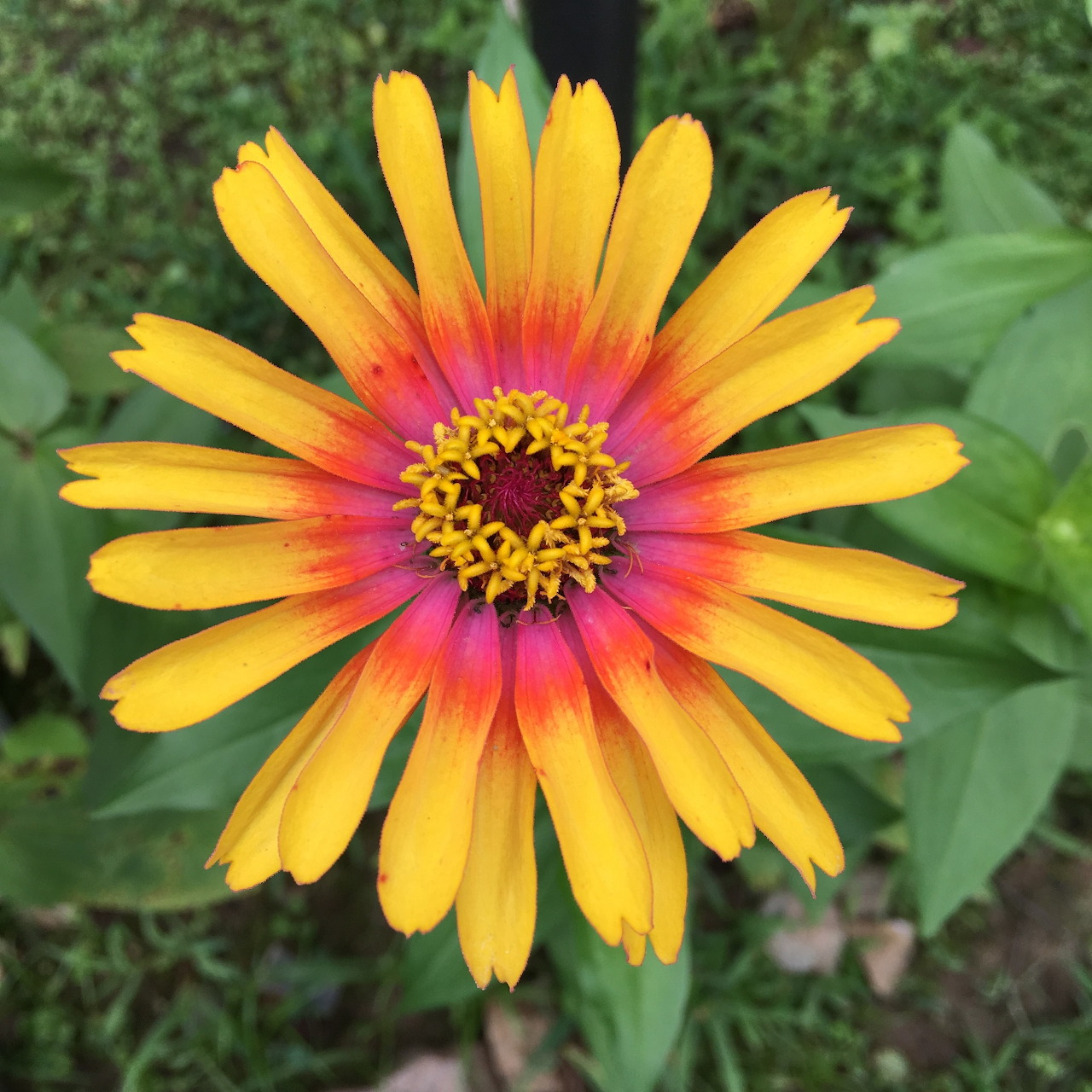 Close-up of a yellow and pink zinnia flower with green leaves in the background