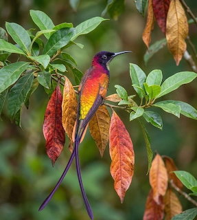 Crimson Topaz hummingbird