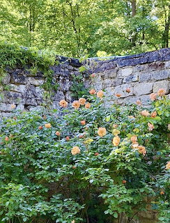 Orange roses growing against an old stone wall in a lush green garden with trees