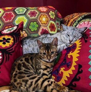 A Bengal cat and a grey tabby cat lounging on colorful embroidered pillows with a crochet blanket