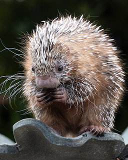 Close-up of a small porcupine with quills perched on a gray branch against a dark background.